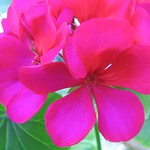 Geranium-fushia brilliant-macro