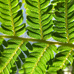 Fern Detail