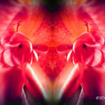 Pink Azalea #hypnotique