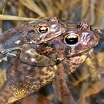 Frog Love