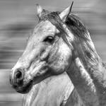 The White horse 1, 2 and 3