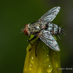 Flesh Fly 5-2