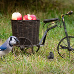 How D'ya Like Dem Apples?