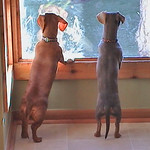 to the Rainbow Bridge