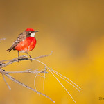 Crimson Chat