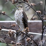 Female Sparrowhawk