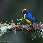 a Touch Of Orange !!!!!!!!