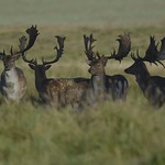 Fallow deer
