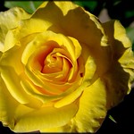 Yellow Rose of Texas