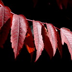 Sumac Leaves