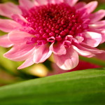 Pink Flower