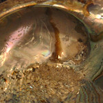 abalone
