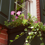 Window box