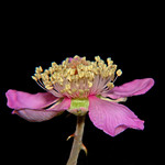 Rubus fruticosus