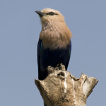 Blue-bellied Roller (Coracias cyanogaster)