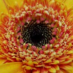Divine Art on A Golden Gerbera!