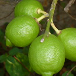 limones