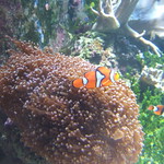 Clownfish
