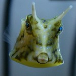 BoxFish