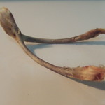 Wishbone