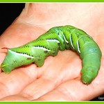 Tobacco / Tomato Horn Worm, a Big Green Caterpillar