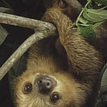 2_toed_sloth