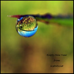 The Sky Pooled in the Bottom