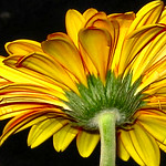 Keep your faith in all beautiful things.....