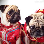 *SMILING PUG* - 恭喜发财! Gong Xi Fa Cai! , HAPPY CHINESE NEW YEAR, LUCKY PUGS, PUG CHINADOLLS MODELS BY MEL B & MEL C*-*