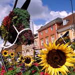 A July weekend in Banbury- The Happy, Blooming Donkey!