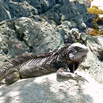 iguana caneel bay beach 4.2007_edited