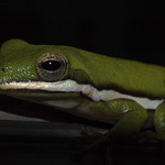 Green Tree Frog Florida