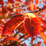 red leaves