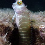 Blenny
