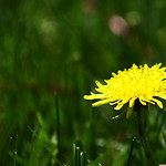 dandelion