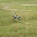 Ngorongoro