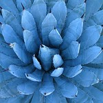 blue agave cactus