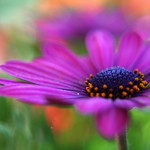 Purple Daisy