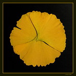 Ginkgo leaves