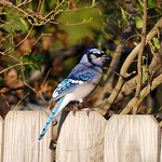 Blue Jay