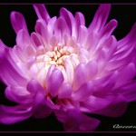 ~~royal beauty~~(^-^)