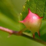 Dog Rose Pea Gall - Spiky form