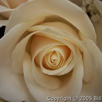 Ivory rose