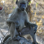 Chacma Baboon - Papio ursinus