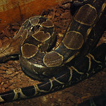 Boa Constrictor