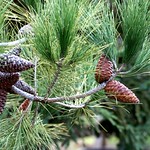 pine cones