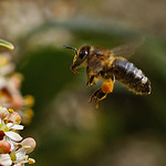 In Flight Entertainment