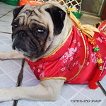 *SMILING PUG* - 恭喜发财! Gong Xi Fa Cai! , HAPPY CHINESE NEW YEAR, LUCKY PUG FOR LUCKY YEAR //MEL B *-*