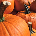 Picked Pumpkins