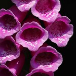 Foxglove